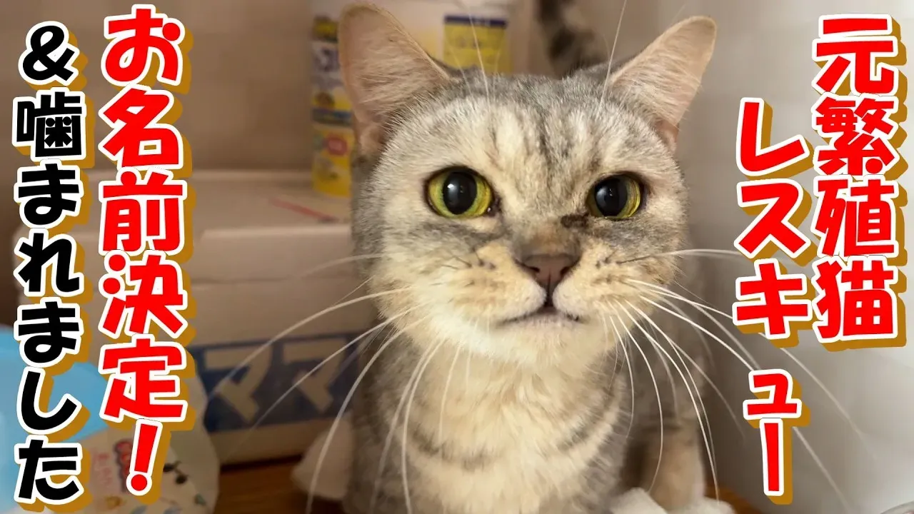 ブリーダー レスキュー 猫：知られざる過酷な現実と、命を救うための絶対に必要な支援とは